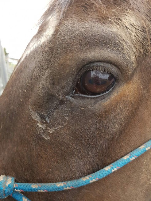 same horse after 4 Immunocidin treatments