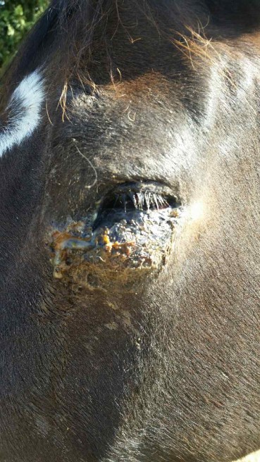 horse's face with sarcoid tumor pre-Immunocidin treatment