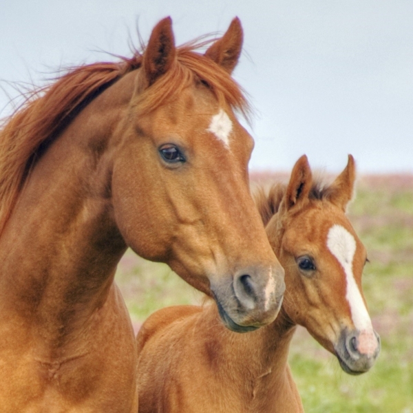 close up of a mare and foal